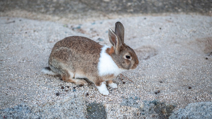 Cute, fluffy wild bunny playing on sandy ground in the island of Okunoshima, also known as the 