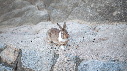 Cute, fluffy wild bunny playing on sandy ground in the island of Okunoshima, also known as the "Bunny Island", which is a small island located in the Inland Sea of Japan, with a bokeh background.