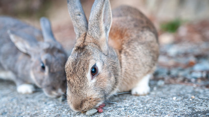 Cute, fluffy wild bunnies nibbling on pellets in the island of Okunoshima, also known as the 