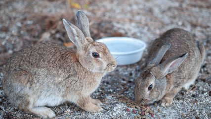Cute, fluffy wild bunnies nibbling on pellets in the island of Okunoshima, also known as the 