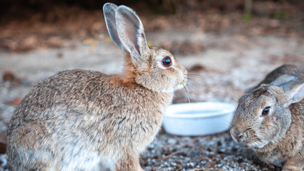 Cute, fluffy wild bunnies nibbling on pellets in the island of Okunoshima, also known as the 