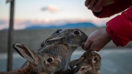 Cute, fluffy wild bunnies waiting to be fed by visitors in the island of Okunoshima, also known as the "Bunny Island", which is a small island located in the Inland Sea of Japan.