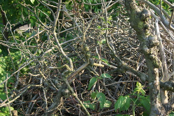plante