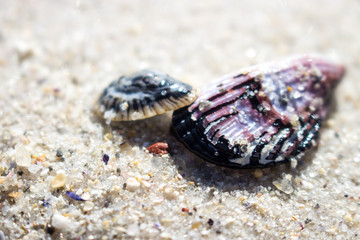 Two shells on beach sand 