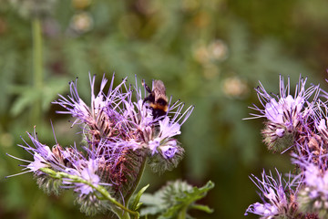 The bee sits on a lilac flower