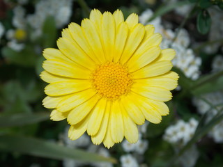 Obraz premium yellow flower