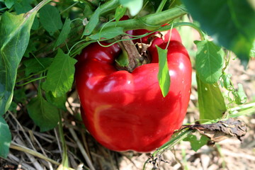 Sweet thick red pepper called California wonder growing in local garden surrounded with green and...