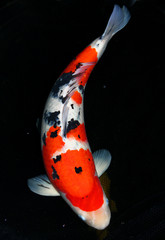 Koi Carp