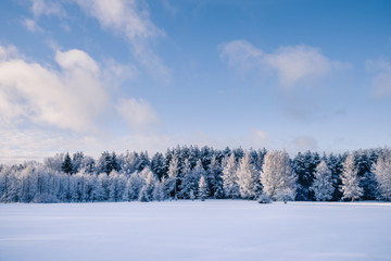 Winter landscape of white field covered by fresh snow with forest in the background and blue cloudy sky at the top