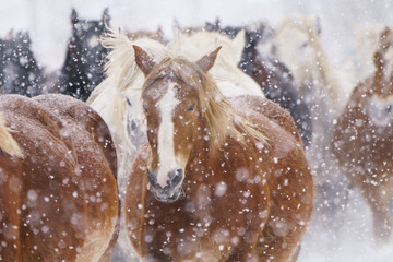 雪の中走る馬