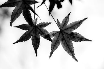 Abstract images of maple leaves in black and white, with white background.