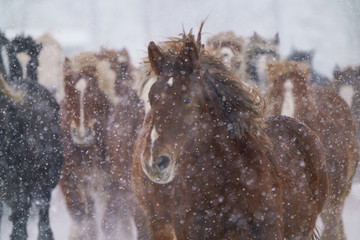 雪の中走る馬