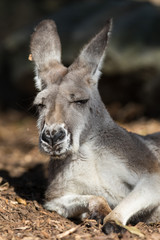 Portrait of australian Kangaroo with big bright brown eyes looking close-up at camera and looks like a boss. Australia