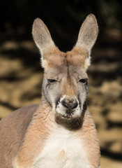 Portrait of australian Kangaroo with big bright brown eyes looking close-up at camera and looks like a boss. Australia