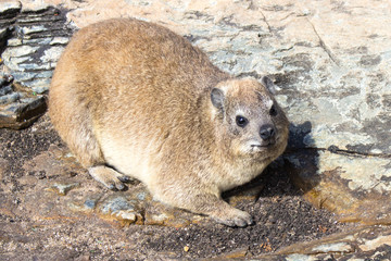 Rock Hyrax (Dassie)
