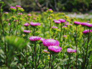 High Angle View of Pink Flowering Plants in the Park