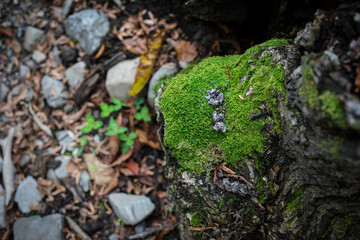 Cracked bark of the old tree overgrown with green moss in autumn forest. Selective focus. Azerbaijan