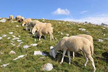 Fototapeta premium Sheep graze on an Italian mountain in the summer.