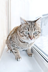 Tabby male cat looking with distrust, warily and a little scared. Cat looks into the lens. Portrait of Tabby cat in window.