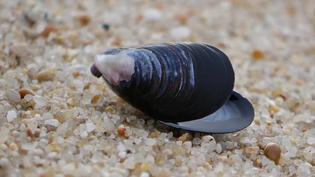 Close up of Mussel shell on sandy beach, slider shot from left to right