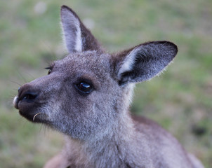 Fototapeta premium Portrait of young cute australian Kangaroo with big bright brown eyes. Australia