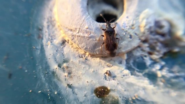 Brown beetle Curculionidae got into the hole, macro photography. Insect close-up