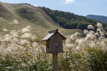 曽爾高原のすすき