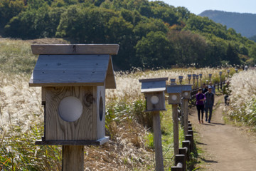 曽爾高原のすすき