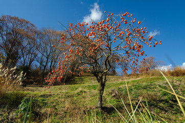 柿の木