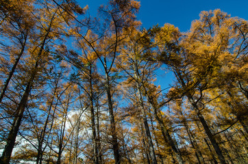 カラマツ林