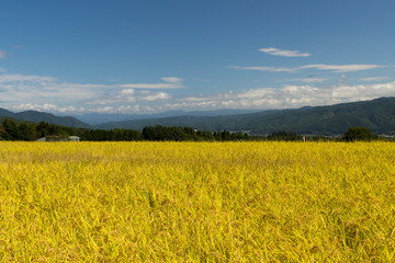 秋の田園風景／長野県箕輪町