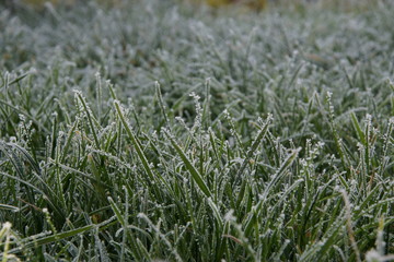 Gefrorener Tau am Gras