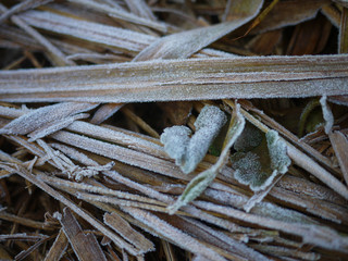 Frost on the leaf and grass.