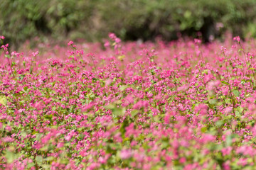 Fototapeta premium 赤そばの里／長野県箕輪町