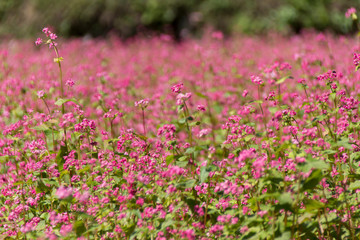 赤そばの里／長野県箕輪町