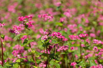 赤そばの里／長野県箕輪町