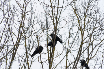 Black Raven sits on a tree in winter.