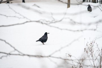 Photo Raven in the snow in winter.