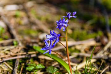 Blue scilla flowers in the forest on spring