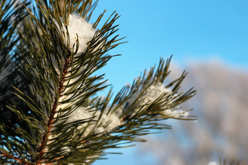 branch of the plant covered with snow winter macro