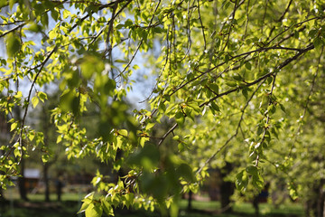 Spring nature. Leaves and bushes with the first green leaves in the park in the spring. Green leaves on branches in springtime.