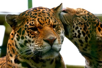 Fototapeta na wymiar Jaguar pair grooming