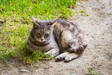 Street homeless cat without a master shot close-up.