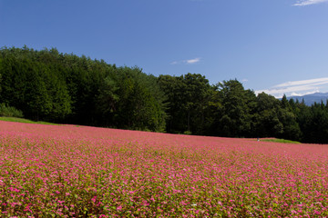 赤そばの里／長野県箕輪町
