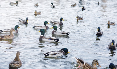 Fototapeta premium Birds on the pond. A flock of ducks and pigeons by the water. Migratory birds by the lake.