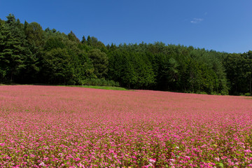 赤そばの里／長野県箕輪町