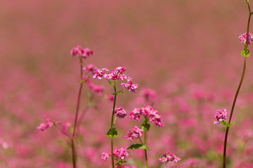 赤そばの花／赤そばの里／長野県箕輪町