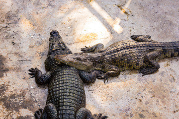 Crocodiles in the pool on a crocodile farm close-up.