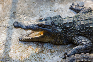 Crocodiles in the pool on a crocodile farm close-up.