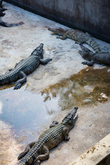 Crocodiles in the pool on a crocodile farm close-up.